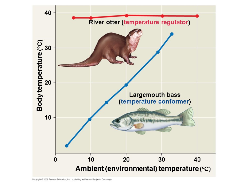 River otter (temperature regulator) Largemouth bass (temperature conformer) Body temperature (°C) 0 10 10